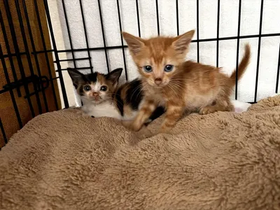 Leroy y Leire, adopted